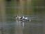Gavià argentat (Larus michahellis) © Anna Prades Nebot