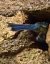 Mallerenga blava (Cyanistes caeruleus) © Alfons Lopez Campillo