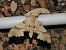 Marumba quercus © Carlos Alvarez-Cros