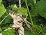 Ensifera no identificat (Ensifera sp.) © Carlos Alvarez-Cros