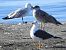 Gavià fosc (Larus fuscus) © Carlos Alvarez-Cros