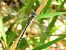 Espiadimonis blau (Aeshna affinis) © Carlos Alvarez-Cros