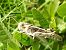 Llagosta migradora indeterminada (Locusta sp.) © Carlos Alvarez-Cros