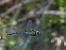 Espiadimonis blau (Aeshna affinis) © Carlos Alvarez-Cros