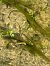 Serp d'aigua (Natrix maura) © Josep Bel