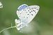 Blaveta de l'astràgal (Polyommatus escheri) © Jordi Sala