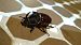 Oryctes nasicornis © Guillem Bagaria