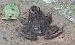 Granota pintada (Discoglossus pictus) © Pancho Pou