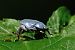 Hoplia coerulea © Pau Barnés
