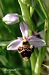 Ophrys querciphila © Pau Barnés