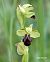 Ophrys sulcata © Pau Barnés