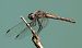Pixaví de lligacama (Sympetrum sinaiticum) © Màrius Domingo