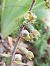 Epipactis microphylla  - Santiago Juan