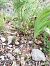 Epipactis microphylla  - Santiago Juan