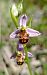 Ophrys apifera x O. scolopax  - Daniel González