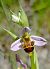 Ophrys apifera x O. scolopax  - Daniel González