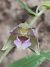 Epipactis helleborine var. castanearum  - Daniel González