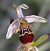 Ophrys sp.  - Daniel González