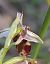 Ophrys sp.  - Daniel González