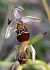 Ophrys sp. © Daniel González