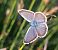 Blavet argiu (Plebejus argus) © Daniel González
