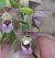 Epipactis sp.  - Daniel González
