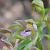 Epipactis sp.  - Daniel González