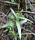 Cephalanthera longifolia © Daniel González