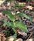 Epipactis helleborine var. castanearum  - Daniel González
