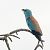 Gaig blau (Coracias garrulus) © Joaquim Bonfill