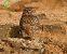 Mussol comú (Athene noctua) © Joaquim Bonfill