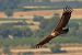 Voltor comú (Gyps fulvus) © Joaquim Bonfill