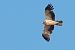 Àguila calçada (Hieraaetus pennatus) © Joaquim Bonfill