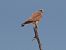 Xoriguer petit (Falco naumanni) © Joaquim Bonfill