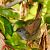 Rossinyol bord (Cettia cetti) © Joaquim Bonfill