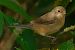 Tallarol de garriga (Curruca iberiae) © Joaquim Bonfill