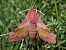 Deilephila porcellus © Guillem Mayor Samarra