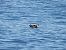 Baldriga balear (Puffinus mauretanicus) © Feliu López i Gelats