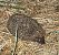 West European Hedgehog (Erinaceus europaeus) © Antoni Mariné Sanz
