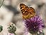 Damer de la centàurea (Melitaea phoebe) © Josep Escolà