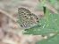 Blaveta estriada (Leptotes pirithous) © Josep Escolà
