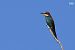 Abellerol (Merops apiaster) © Lluís Vilamajó