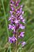 Gymnadenia densiflora © Xavier Alamany