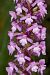 Gymnadenia densiflora  - Xavier Alamany