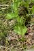 Epipactis sp. © Xavier Alamany