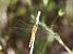 Parot cuanegre (Orthetrum cancellatum) © Toni Alonso Jardí