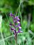 Anacamptis morio subsp. picta  - Ramon Calvet i Falgueras