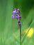 Anacamptis morio subsp. picta  - Ramon Calvet i Falgueras