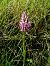 Orchis simia © Ramon Calvet i Falgueras