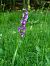 Orchis mascula © Ramon Calvet i Falgueras